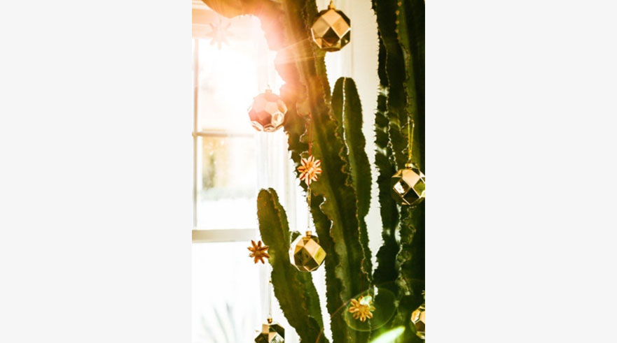 cactus de navidad